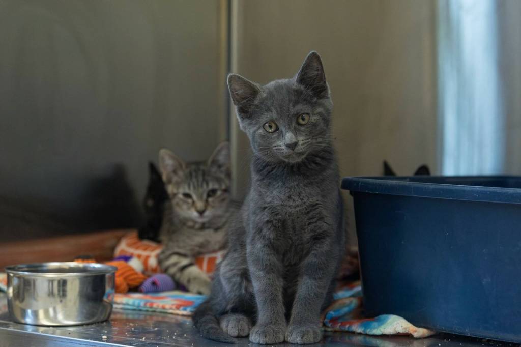 Rescue kitten Gatsby sits inside his kennel at the WAIF Ellery Cramer Family Animal Shelter. (Photo by Caitlyn Anderson)
