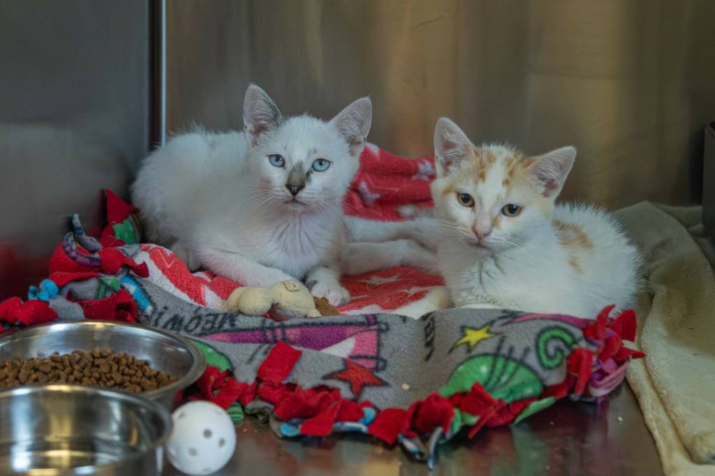 Rescue kittens Minnow and Tetra cuddle up inside their kennel. (Photo by Caitlyn Anderson)