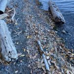 The tide consolidated a line of crab molts and other beach debris on Penn Cove this week. (Photo courtesy of Anne Dohmeier)