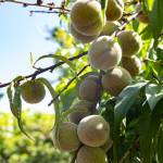 Photo by Caitlyn Andrson
Peaches grow in the Oak Harbor Food Forest, July 19.