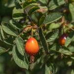 Rosehips grow in the Oak harbor Food Forest, July 19. (Photo by Caitlyn Anderson)