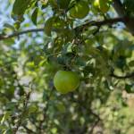 Apples grow on a tree inside the Oak Harbor Food Forest, July 19. (Photo by Caitlyn Anderson