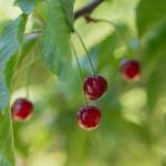 Cherries grow from the tree inside the Oak Harbor Food Forest, July 19. (Photo by Caitlyn Anderson)