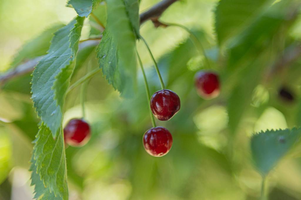 Cherries grow from the tree inside the Oak Harbor Food Forest, July 19. (Photo by Caitlyn Anderson)