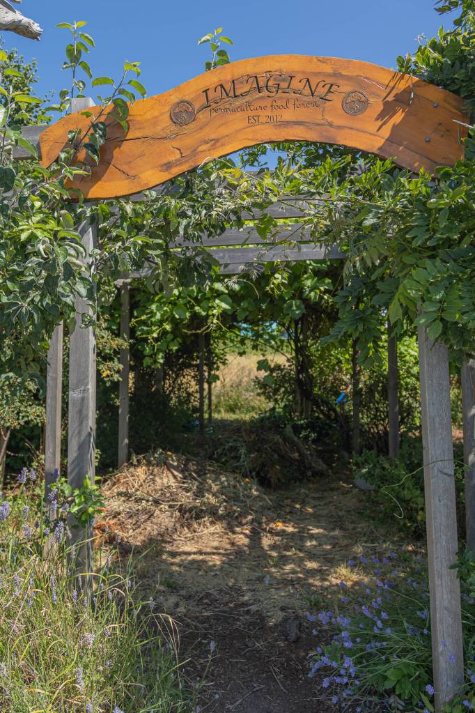 The front of the Oak Harbor Food forest, July 19. (Photo by Caitlyn Anderson)