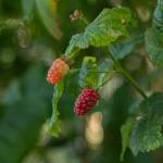 Blackberries grow on the vine inside the Oak Harbor Food Forest, July 19. (Photo by Caitlyn Anderson)