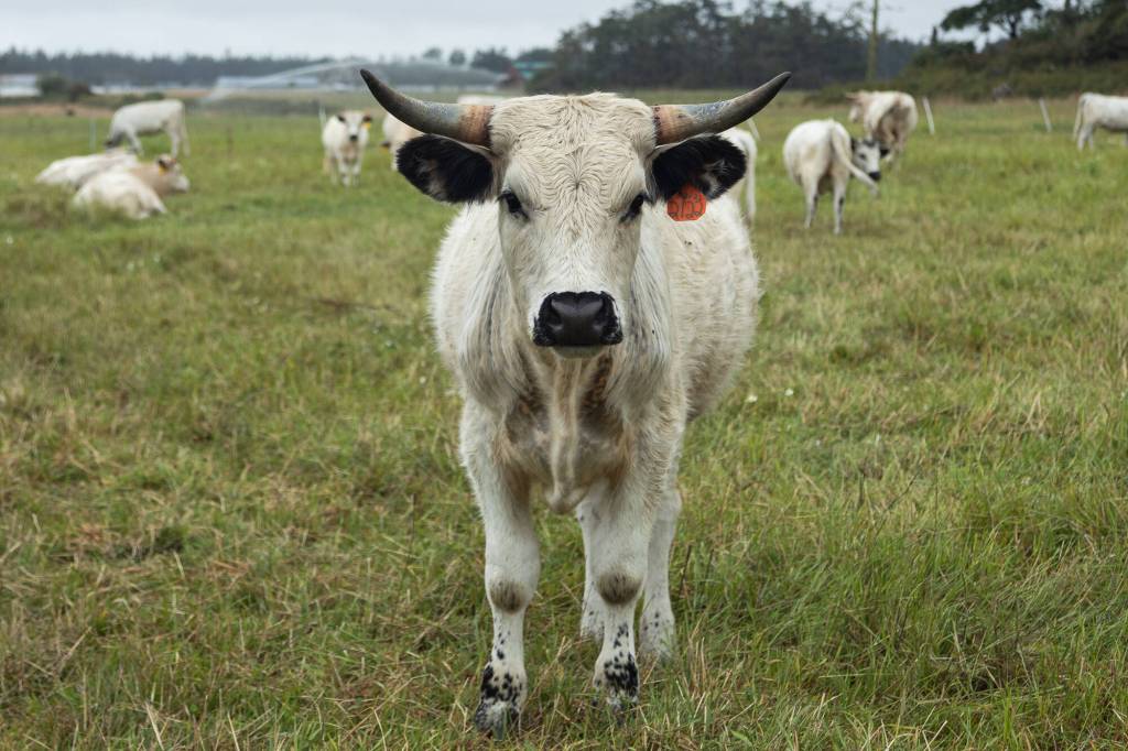 A cow from the Bells Farm heard of ancient white park cattle, July 30. (Photo by Caitlyn Anderson)