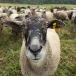 A sheep from the Bells Farm herd is curious. (Photo by Caitlyn Anderson)
A sheep from the Bells Farm herd is curious. (Photo by Caitlyn Anderson)