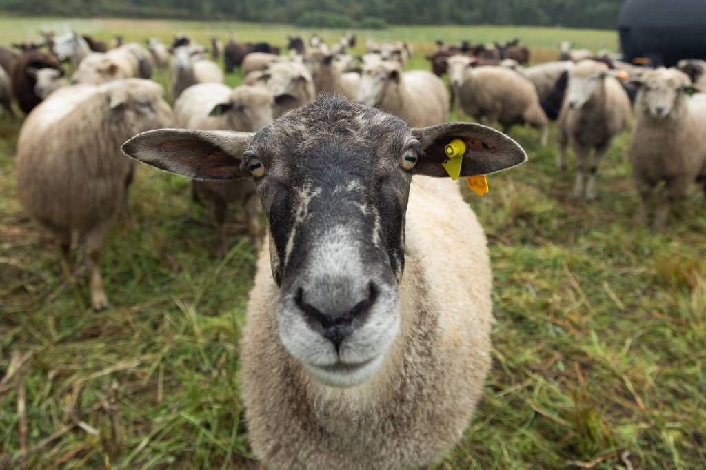 A sheep from the Bells Farm herd is curious. (Photo by Caitlyn Anderson)
A sheep from the Bells Farm herd is curious. (Photo by Caitlyn Anderson)