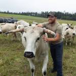 Farmer Kyle Flack pets a cow from the Bells Farm heard of ancient white park cattle on July 30. (Photo by Caitlyn Anderson)