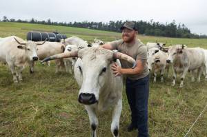 Farmer Kyle Flack pets a cow from the Bell’s Farm heard of ancient white park cattle, July 30. (Photo by Caitlyn Anderson)