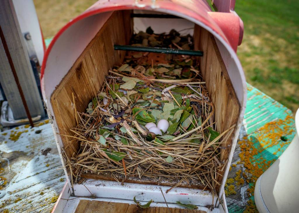 Purple martin eggs in a cedar-lined mailbox. (Photo by David Welton)