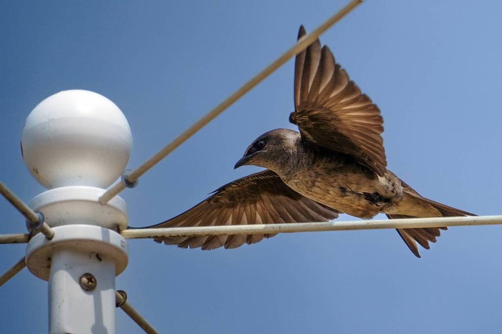 A purple martin flies high in Coupeville. (Photo by David Welton)