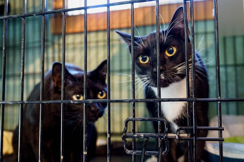 Puck and Billy the Kid curiously peer out of their cage. (Photo by David Welton)