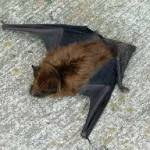A big brown bat. (Photo by Larry Meade)