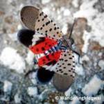 Spotted lanternflies have been intercepted in California hitchhiking on goods coming from eastern Washington, where they are established. (Photo provided)