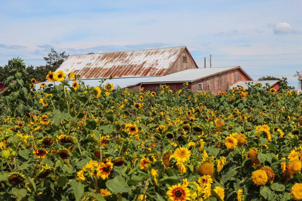 Photo by Luisa Loi
The Scenic Isle Farm has planted over 96,000 sunflower seeds to create the first sunflower patch on Ebeys Prairie.
