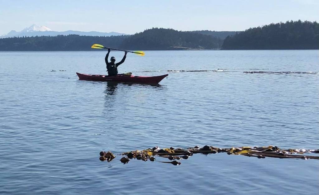 An Island County Marine Resources Committee volunteer monitors bull kelp for a collaborative project studying kelp in the Salish Sea. (Photo provided)