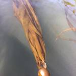 Bull kelp in the Salish Sea has been declining for the past century, likely due to temperature rise. (Photo provided)