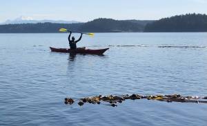 An Island County marine resource committee volunteer monitors bull kelp for a collaborative project studying kelp in the Salish Sea. (Photo provided)
