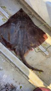 A three-foot-long big skate was caught and released near Holmes Harbor in South Whidbey in early August. (Photo by Sarah Kleparek)