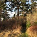 Photo provided by the Whidbey Camano Land Trust