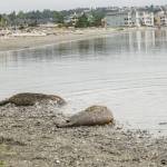 Photo by Sam Fletcher
Recently released seal pups return to the ocean off City Beach in Oak Harbor on Monday.