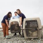 SR3 interns Lindsey Austin, Lauren Johnson and Ryan Ling lug a seal to Windjammer Park, where it will be released. (Photo by Sam Fletcher)