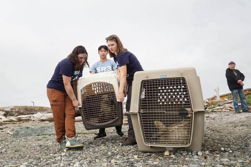 SR3 interns Lindsey Austin, Lauren Johnson and Ryan Ling lug a seal to Windjammer Park, where it will be released. (Photo by Sam Fletcher)