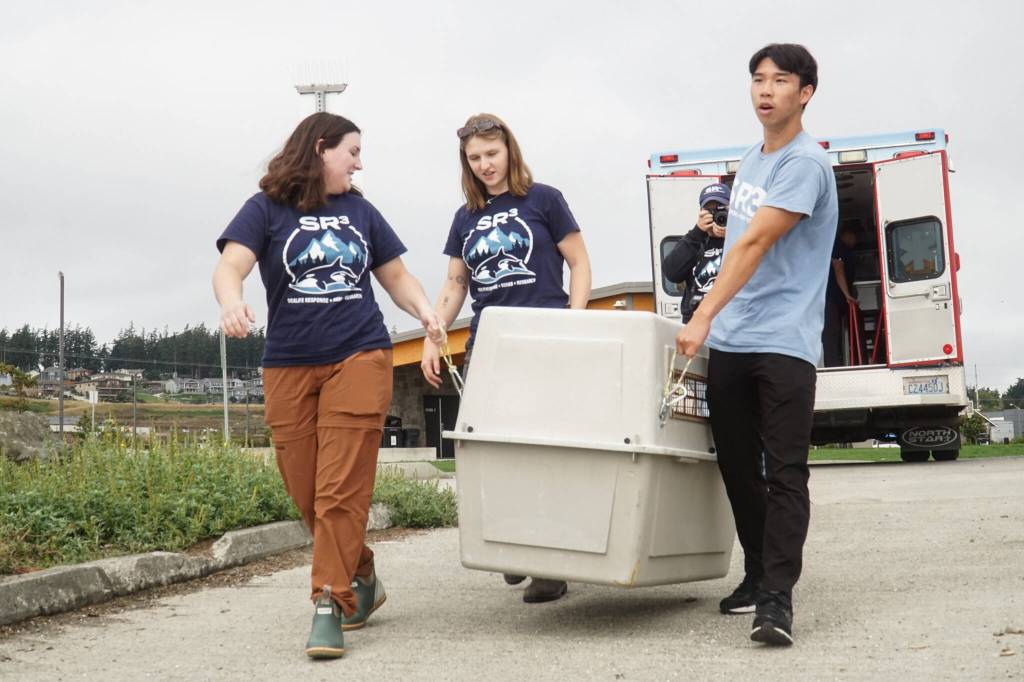 Photo by Sam Fletcher
SR3 interns Lindsey Austin, Lauren Johnson and Ryan Ling lug a seal to Windjammer Park, where it will be released.