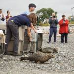 SR3 staff release three seal pups off City Beach on Monday. (Photo by Sam Fletcher)