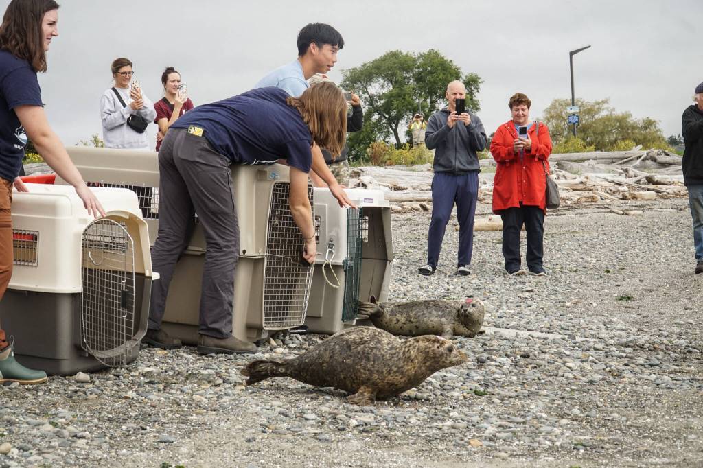 SR3 staff release three seal pups off City Beach on Monday. (Photo by Sam Fletcher)