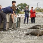 Photo by Sam Fletcher
SR3 staff release three seal pups off City Beach on Monday.