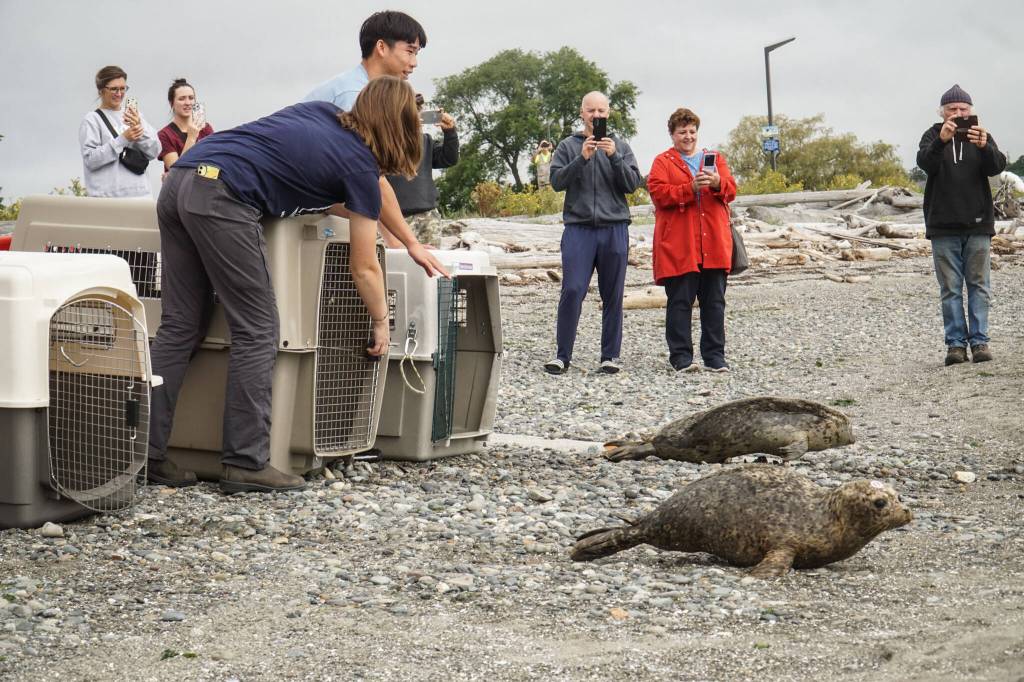 Photo by Sam Fletcher
SR3 staff release three seal pups off City Beach on Monday.