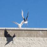 Seagulls battle for the best spot atop the Oak Harbor Safeway. (Photo by Sam Fletcher)