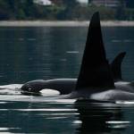 The T46s travel between Whidbey and Camano while a team of scientists collects health data and refines remote health tools. (Photo collected under NOAA permit #27052)