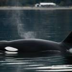 The T46s travel between Whidbey and Camano while a team of scientists collects health data and refines remote health tools. (Photo collected under NOAA permit #27052)