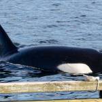 Photo by Rachel Haight
T46B3 or Sedna photographed near South Whidbey in 2020.