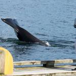 An orca slaps the water in south Whidbey in 2020. (Photo by Rachel Haight)