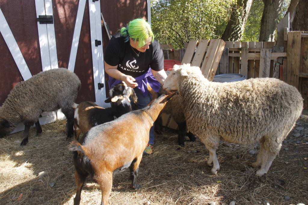 Clementine Lee gives treats to her sheep and goats.