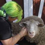 Photo by Kira Erickson/Whidbey News-Times
Clementine Lee with Celeste, the first sheep she ever loved.