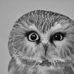 A saw whet owl makes a face. (Photo by Cara Hefflinger)