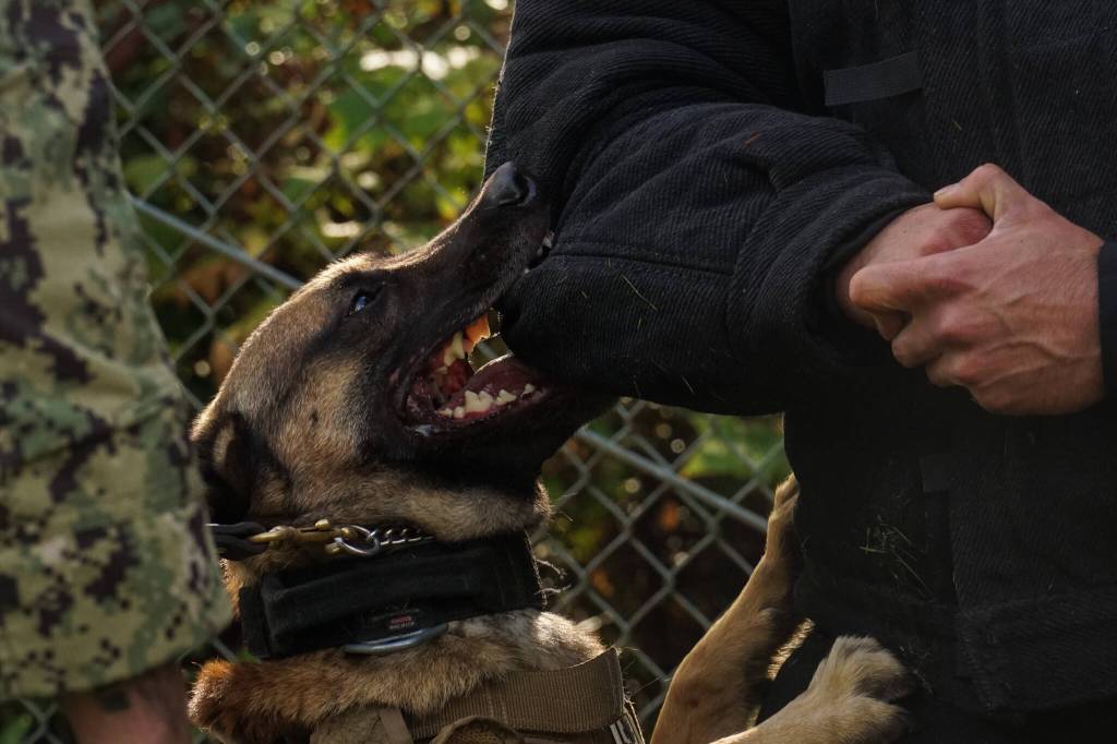 Simba, a Navy working dog, bites an elbow to demonstrate temporary detainment. (Photo by Sam Fletcher)
