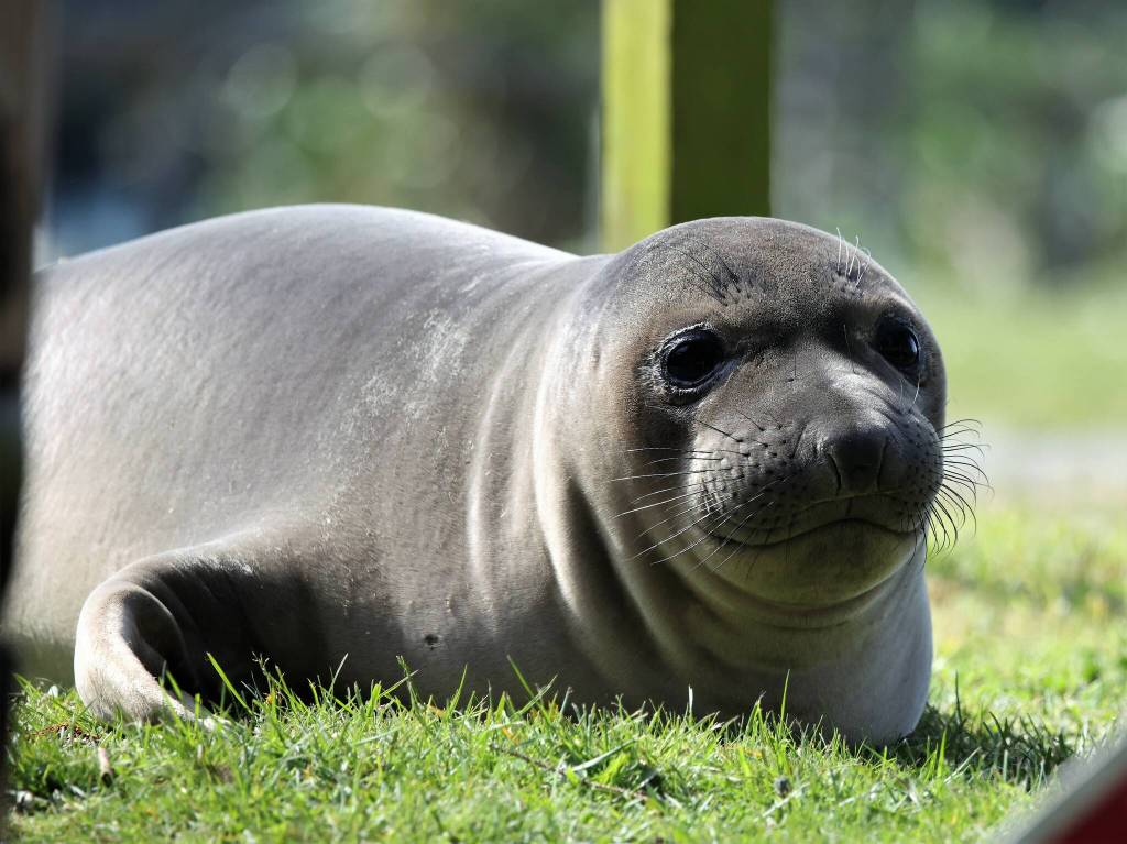 (Photo by Garry Heinrich)
Ellison, born 2015, lounges on the grass.