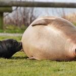 Emerson, Elsie Mae's son born in 2022, roars on the grass. (Photo by Garry Heinrich)