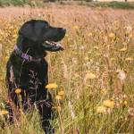 Photo provided
Sugar, a 3-year-old lab, nearly died after accidentally ingesting a cream used to treat skin cancer.