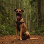 A majestic creature sits on a trail at Rhododendron Park in Coupeville on Wednesday, one of the places in the center of the discussion of Element 7 of the county parks and recreation plan. (Photo by Sam Fletcher)