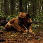 A majestic creature nibbles on a stick at Rhododendron Park in Coupeville on Wednesday, one of the places in the center of the discussion of Element 7 of the county parks and recreation plan. (Photo by Sam Fletcher)