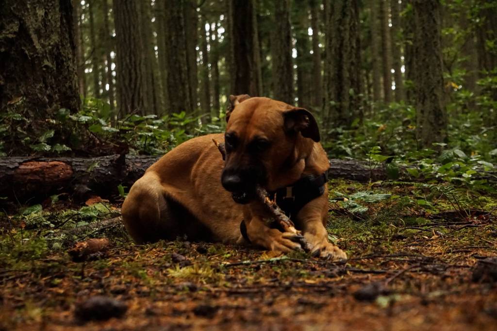 A majestic creature nibbles on a stick at Rhododendron Park in Coupeville on Wednesday, one of the places in the center of the discussion of Element 7 of the county parks and recreation plan. (Photo by Sam Fletcher)