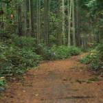 Rhododendron Park in Coupeville is one of the places in the center of the discussion of Element 7 of the county parks and recreation plan. (Photo by Sam Fletcher)